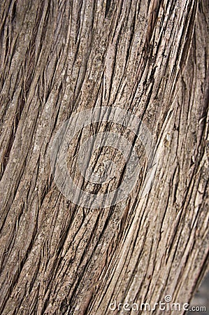 Lines marked on the bark of an old tree Stock Photo