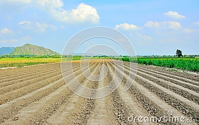 Lines of soil made by tractors has blue sky and background Stock Photo