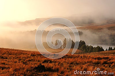 Lines of trees on a misty morning at sunrise Stock Photo