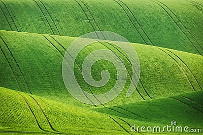 Lines and waves fields Stock Photo