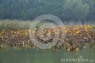 Lingbao wetland Stock Photo