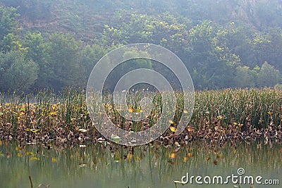 Lingbao wetland Stock Photo