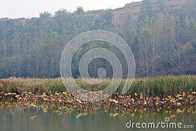 Lingbao wetland Stock Photo