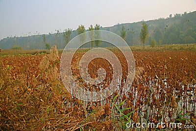 Lingbao wetland Stock Photo