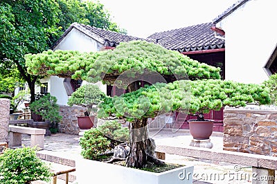 Lingering Garden bonsai Stock Photo