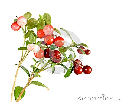 Lingonberries Stock Photo