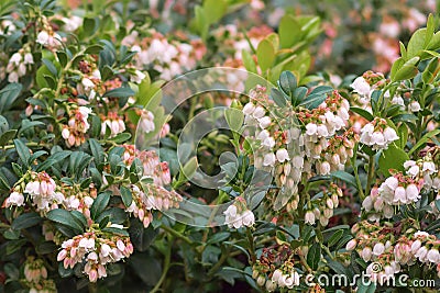 Lingonberries during flowering in May lingonberries, mountain cranberries or lingonberries. Medicinal plant. Stock Photo