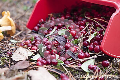 Lingonberries Stock Photo