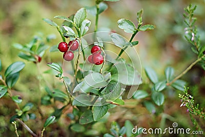 Lingonberry, red bilberry, cowberry, foxberry Stock Photo