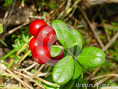 Lingonberry or Cowberry Plant Stock Photo