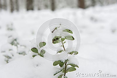 Lingonberry cowberry, red whortleberry berries under a snowdrift of snow Stock Photo