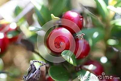 Lingonberry in the forest. Large ripe red berries. Stock Photo