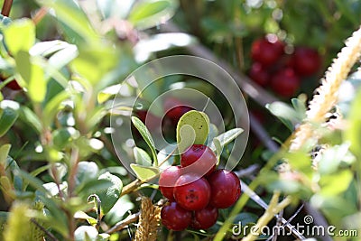 Lingonberry in the forest. Large ripe red berries. Stock Photo