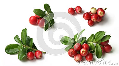 Lingonberry (Vaccinium vitis-idaea ) Stock Photo