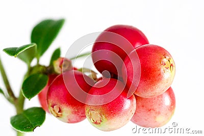 Lingonberry Stock Photo