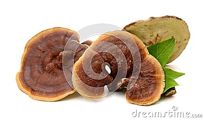 Lingzhi Mushroom Ganoderma Lucidum. Image, ling. Stock Photo