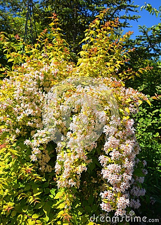 Linnaea amabilis, also known under the synonym Kolkwitzia amabilis Stock Photo