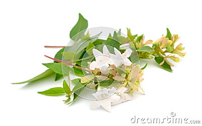 Linnaea grandiflora or Abelia grandiflora. Isolated on white background Stock Photo