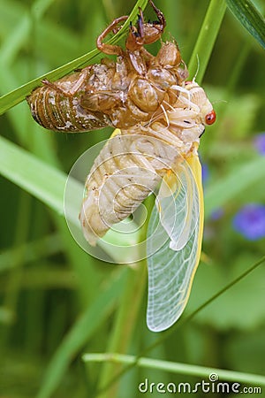 Linnaeus` 17-year Cicada Molt 706109 Stock Photo