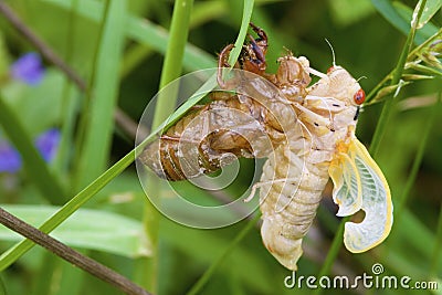 Linnaeus` 17-year Cicada Molt 706107 Stock Photo