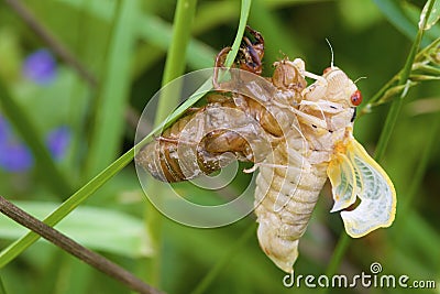 Linnaeus` 17-year Cicada Molt 706108 Stock Photo