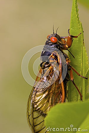 Linnaeus` 17-year Cicada 706069 Stock Photo