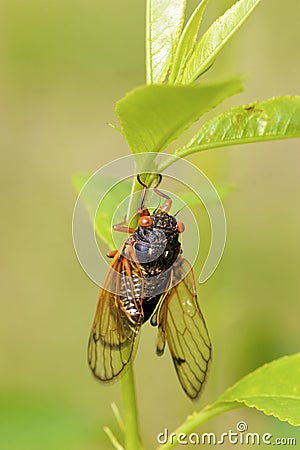 Linnaeus` 17-year Cicada 706056 Stock Photo