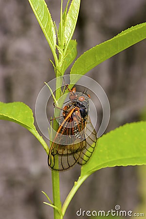 Linnaeus` 17-year Cicada 706061 Stock Photo