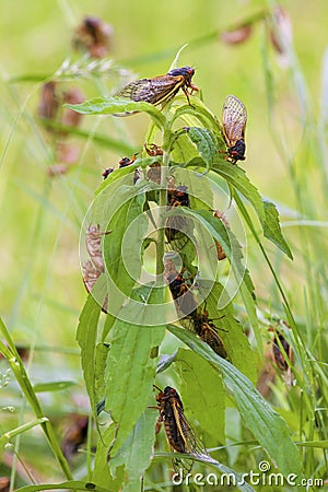 Linnaeus` 17-year Cicadas 706115 Stock Photo
