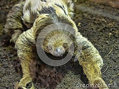 Linne`s two-toed sloth, Choloepus didactylus, descended to the ground. which is unusual Stock Photo