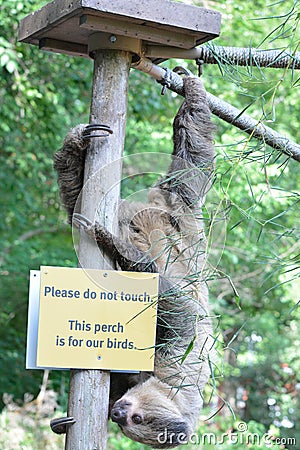 Linne`s two toed sloth Stock Photo