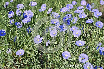 Linum austriacum flowers in spring Stock Photo