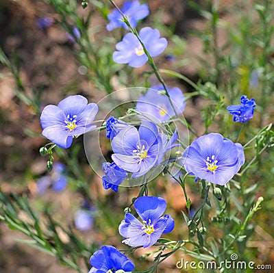 Linum austriacum flowers in spring Stock Photo