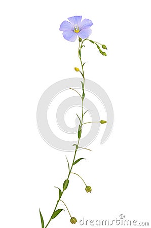 Linum flax flower isolated Stock Photo