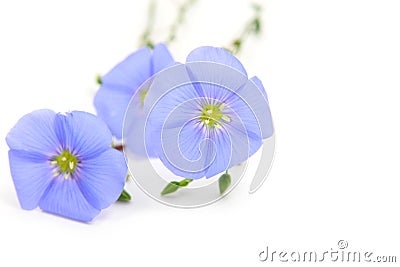 Linum usitatissimum L. Stock Photo