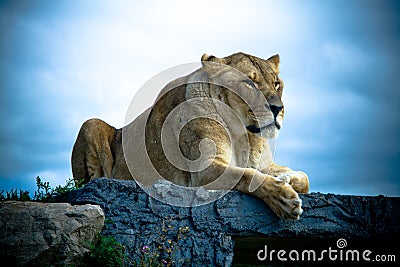 Lion Stock Photo