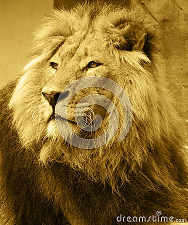 Lion Stock Photo