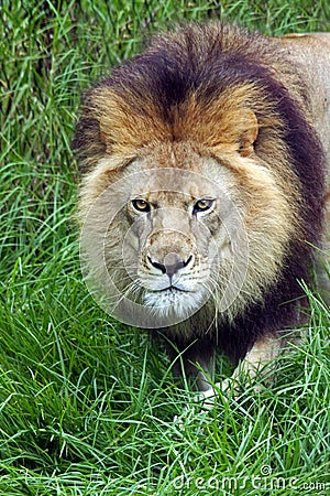 Lion Stock Photo