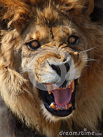 lion angry roaring male looks face lions dreamstime royalty angery aggressive drawing tattoo lioness google