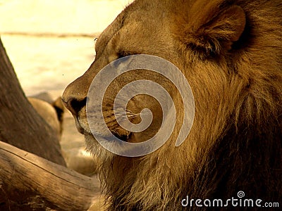 Lion Stock Photo