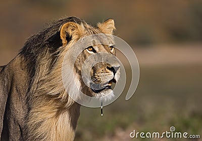 Lion Stock Photo