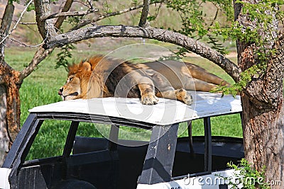 Lion on an abandoned vehicle Stock Photo