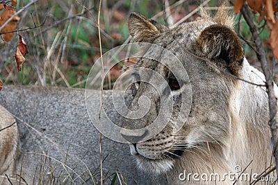 Lion - Africa Stock Photo