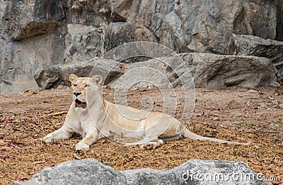 Lion Africa white color in the nature habitat Stock Photo