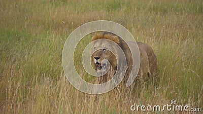 Lion africain marchant dans le pré de la savane à la recherche de proies dans l'habitat naturel banque de vidéos Lion africain marchant dans le pré de la savane à la recherche de proies dans l'habitat naturel banque de vidéos