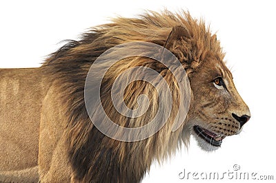 Lion animal african feline, close view Stock Photo