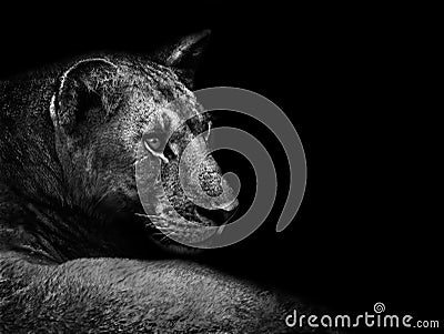 Lion Stock Photo