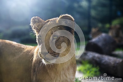 Image of beautiful Lion cub with amazing eyes. Stock Photo