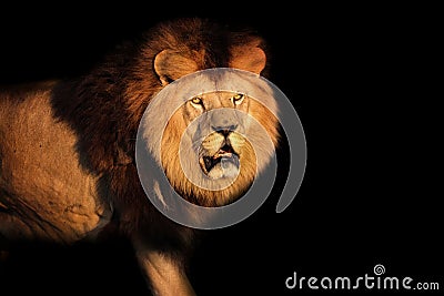 Lion Berber on a black background Stock Photo