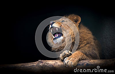 The lion of Berber look majestic teeth dark background Stock Photo